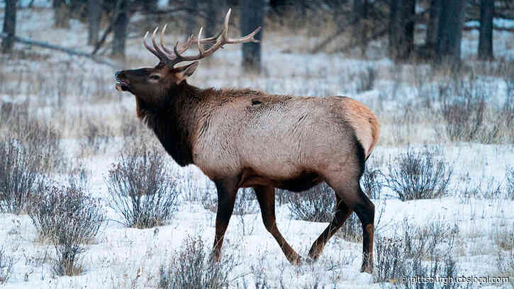 Elk Viewing Tours Return To Southern West Virginia