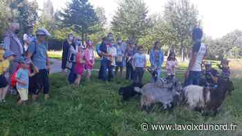 Arras : à la citadelle, les chèvres et les ânes ont accompli leur transhumance en public - La Voix du Nord