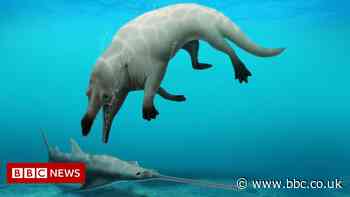 New species of ancient four-legged whale discovered in Egypt