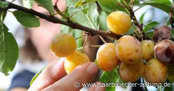 Mit Apfel Birne und anderem Obst sieht es im Kreis Neunkirchen nicht gut aus - Saarbrücker Zeitung