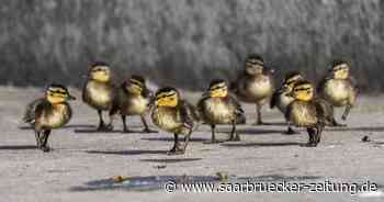 Fotowettbewerb Blickwinkel - Die Region Neunkirchen erfolgreich - Saarbrücker Zeitung