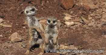 Freizeittipps für Kreis Neunkirchen am letzten Wochenende im August - Saarbrücker Zeitung