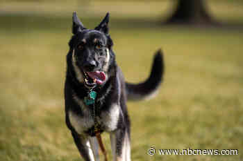 'Minor' Major issues: Emails show Biden dog was nippier than White House said