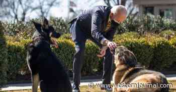Emails Reveal Biden's Dog Much More Aggressive Than Thought, Was Kept in White House Despite Straight Week of Attacks