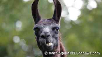Llama Antibodies Could Help in Fight Against Coronavirus - VOA Learning English