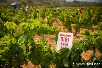 Jean Leon: 50 años vendimiando Chardonnay - La Semana Vitivinícola