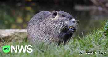 BEKIJK - Nieuw wandelpad in Zutendaal: "Bever kaapt primeur weg om er als eerste over te wandelen" - VRT NWS