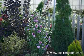 Ask the Gardener: The best privacy hedges for Cape homes - The Boston Globe