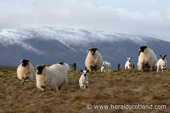 Sheep could be the gardener's unlikely friend, says Dave Allan - HeraldScotland