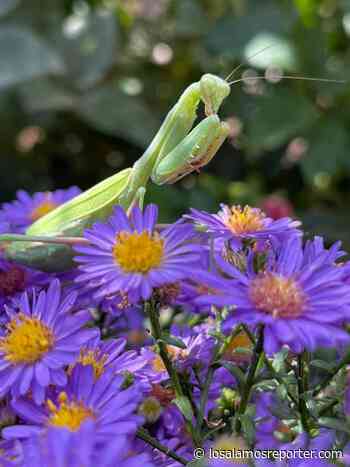 Praying Mantis Keeps Local Gardener Company While Weeding - Los Alamos Reporter