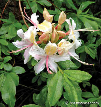 California Natives for Spectacular Containers - San Lorenzo Valley Press-Banner