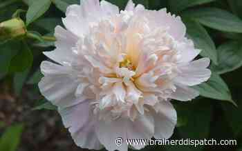 Master gardener to speak on peonies and clematis - Brainerd Dispatch