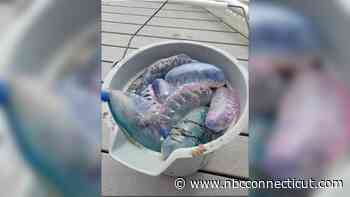 Portuguese Man o' War Sighted on Rhode Island Beach - NBC Connecticut