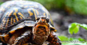 Toronto could soon get a massive reptile zoo on the waterfront - blogTO