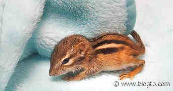 Baby chipmunk rescued and given new life after found on Toronto sidewalk - blogTO