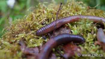 Invasive earthworms are remaking our forests, and climate scientists are worried