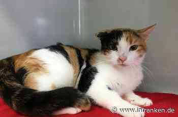 Tierheim Bamberg: Katze überlebt Brand nur knapp, dann verliert "Ria" ihre vier Babys