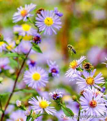 Maine Gardener: Plant some late-season eye-catchers - pressherald.com