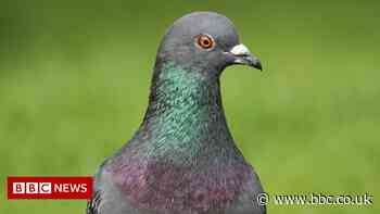 Why pigeons mean peril for satellite broadband