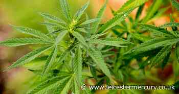 Odd job man hired as cannabis gardener to tend to pot crop worth £122,000 - Leicestershire Live