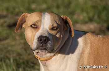 Sessantenne morta sbranata dal suo cane - Prima Lecco