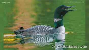 Biologist gives 'Loon Lessons' with new book
