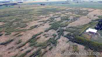 Corn crop blowdown adds insult to injury