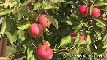 How are the orchards faring during Minnesota's dry summer?