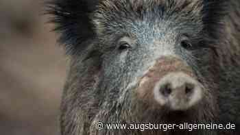 Wildschweine in Bergheim kommen Autofahrer ins Gehege