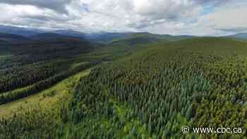 Logging proposal near Grande Cache, Alta., could put caribou at risk of local extinction, residents say