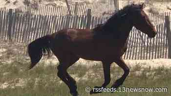 10-year-old horse tangled in wire dies of heatstroke in North Carolina