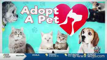 Marion County Pets: Lyra, Sterling, and Aurora - WCJB