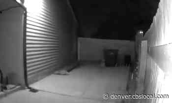 VIDEO: Mountain Lion Creeps Around Aurora Backyard - CBS Denver