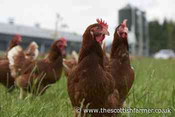 Food Safety Program roadshow to empower egg producers - The Scottish Farmer