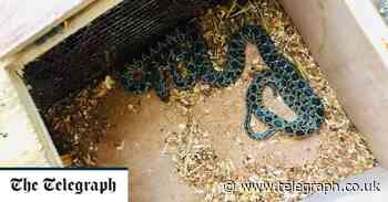 Ibiza snake invasion as tourists’ food demands see rise in reptiles - Telegraph.co.uk