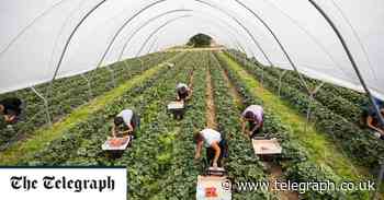 Let European workers fill half a million vacancies, say farmers and food producers - Telegraph.co.uk