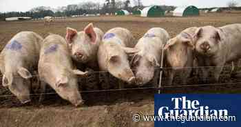 Food industry proposes ‘Covid recovery visa’ after warnings of surplus pig cull - The Guardian