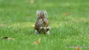 In U.K., grey squirrels outnumber red 25 to 1. Scientist hope to use birth control to slow that trend