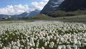 Il prato del Gran Paradiso che ha lasciato Luciano Violante senza parole - La Repubblica