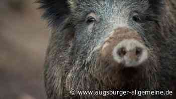 Wildschweine in Bergheim kommen Autofahrer in die Quere