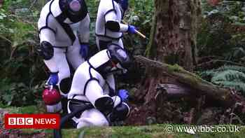 'Murder Hornets': Nest of 1,500 eradicated in the US