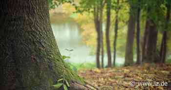 Grüne wollen mehr Bäume für Detmold | Lokale Nachrichten aus Detmold - Lippische Landes-Zeitung