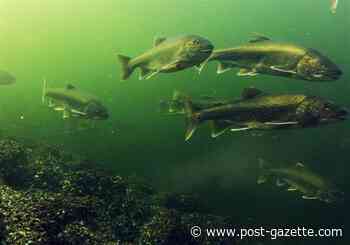 They're spawning! Researchers celebrate the return of native lake trout to Lake Erie