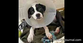Animal Center Tells Heartbreaking Story of Pup Thought to Be Held Down with a Shoe and Shot