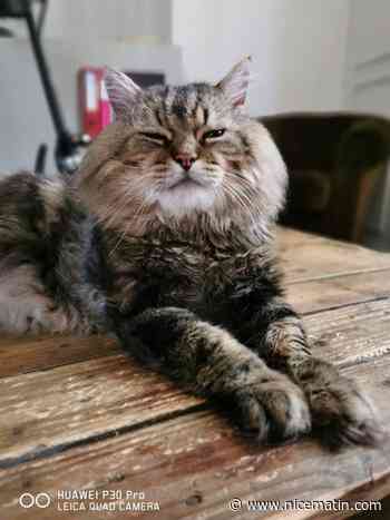 Disparu il y a un an à Juan-les-Pins, le chat Boubou a été retrouvé à... Juan-les-Pins