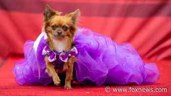 Chihuahua beauty pageant gets more than 800 costumed participants: See the photos