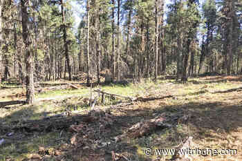 Williams Lake Community Forest 9-km fuel break nears completion – Williams Lake Tribune - Williams Lake Tribune