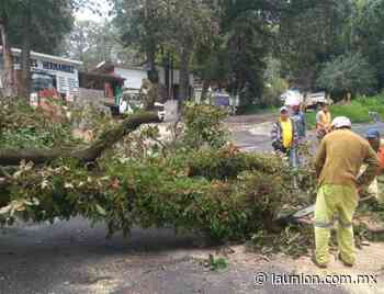 Retiran árbol colapsado sobre carretera libre México-Cuernavaca - Unión de Morelos