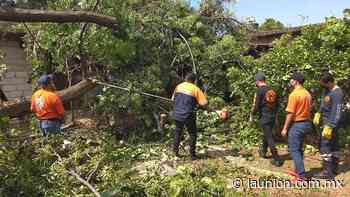 PC Cuernavaca atendió reporte sobre árbol colapsado en Ahuatepec - Unión de Morelos
