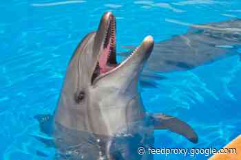 Cackling Cows and Snickering Stoats: Animals Enjoy a Good Giggle Now and Then